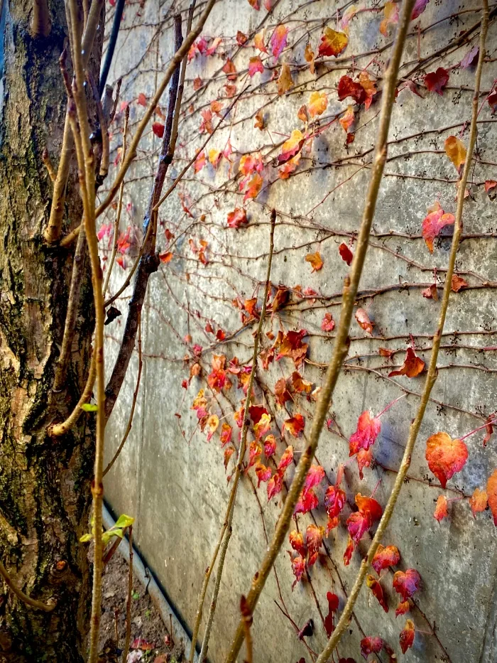 Casa Cabrils 17 Ral64 arquitectura. Casa Cabrils