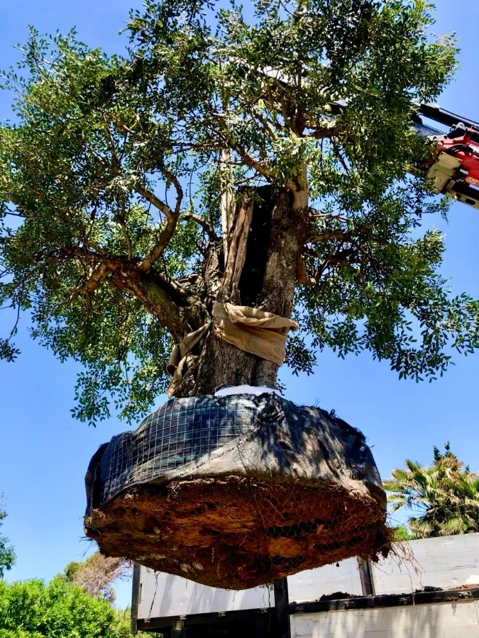 Ral64 arquitectura. Casa Tianca