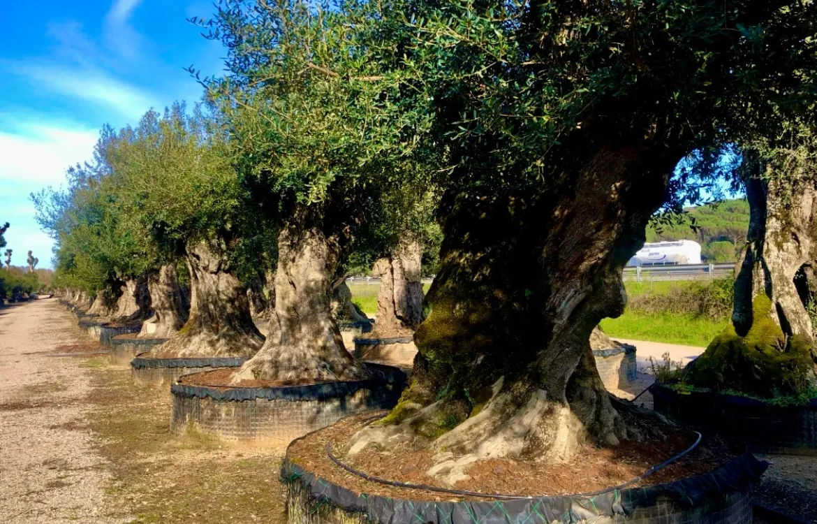 Ral64 arquitectura. Casa Tianca